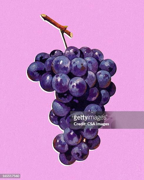 bildbanksillustrationer, clip art samt tecknat material och ikoner med bunch of grapes - grape