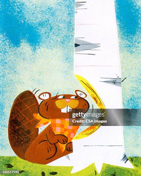 beaver chewing a birch tree - beaver chew stock illustrations