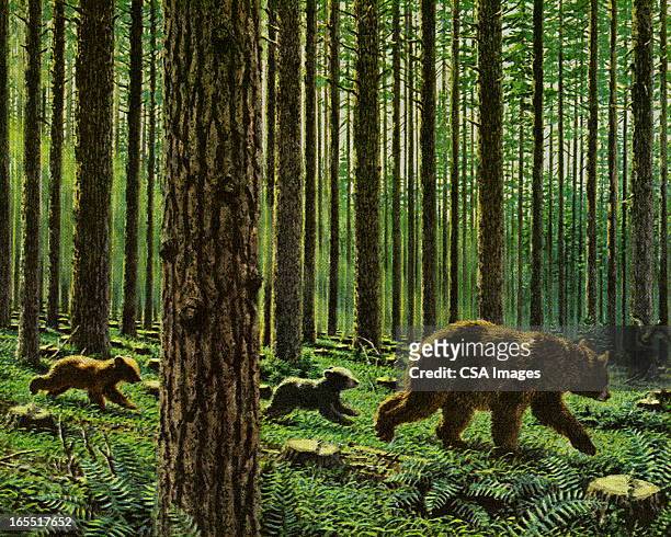three bears in the woods - bear stock illustrations