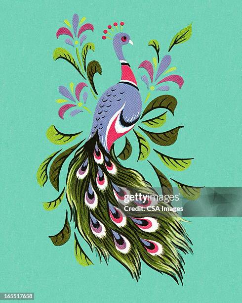 peacock - peacock tail stock illustrations