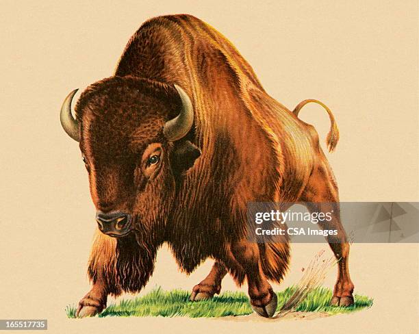buffalo - amerikanischer bison stock-grafiken, -clipart, -cartoons und -symbole
