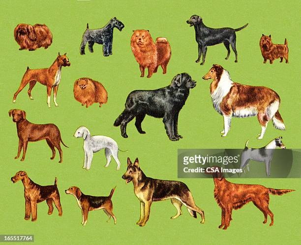 ilustrações de stock, clip art, desenhos animados e ícones de variedade de cães - best in show