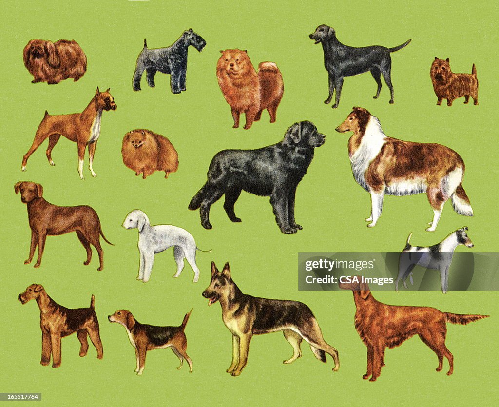 Variety of Dogs