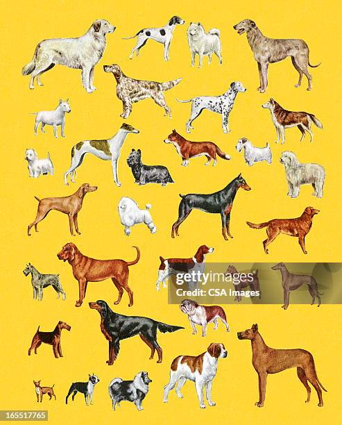 ilustraciones, imágenes clip art, dibujos animados e iconos de stock de variedad de perros - large group of animals