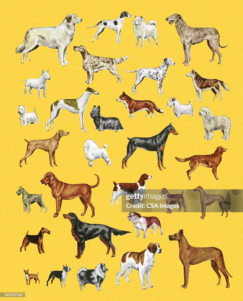 Variety of Dogs