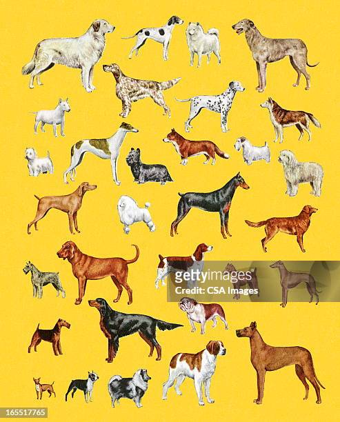 variety of dogs - purebred dog stock illustrations