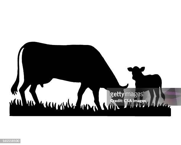 cow and a calf - pasture stock illustrations