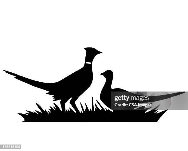 two pheasants - pheasant bird stock illustrations