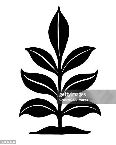 leafy plant - single leaf stock illustrations