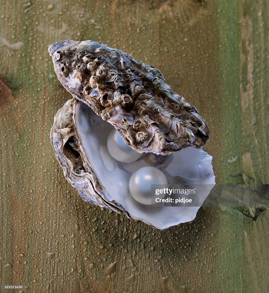Perlen in der oyster shell