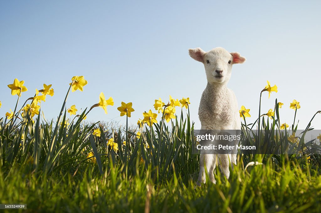 Lamb walking in field of flowers