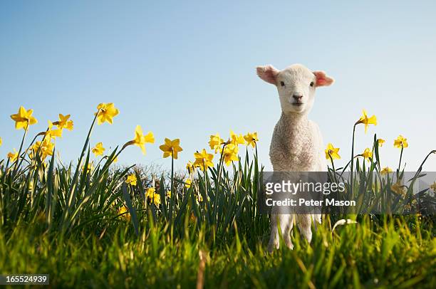 lamb walking in field of flowers - lamb fotografías e imágenes de stock