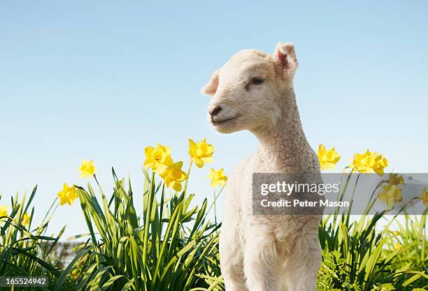 lamb walking in field of flowers - daffodil field stock pictures, royalty-free photos & images