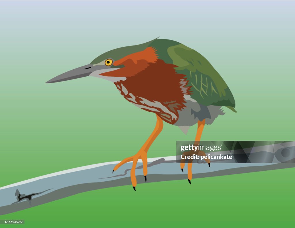 Green Heron