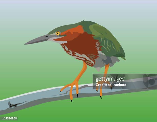 green heron - green heron stock illustrations