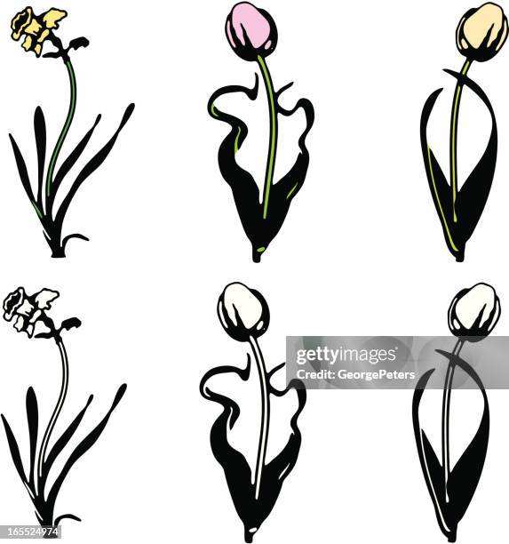 tulips and daffodil - daffodil stock illustrations