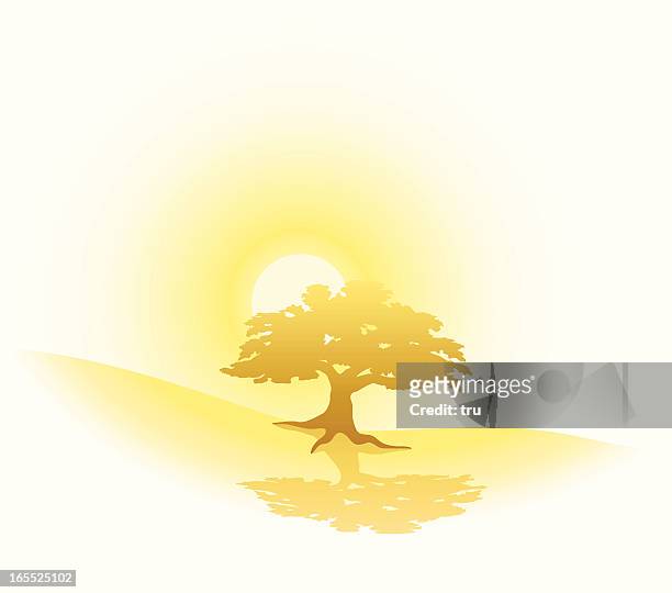 golden sunrise & oak - live oak tree stock illustrations