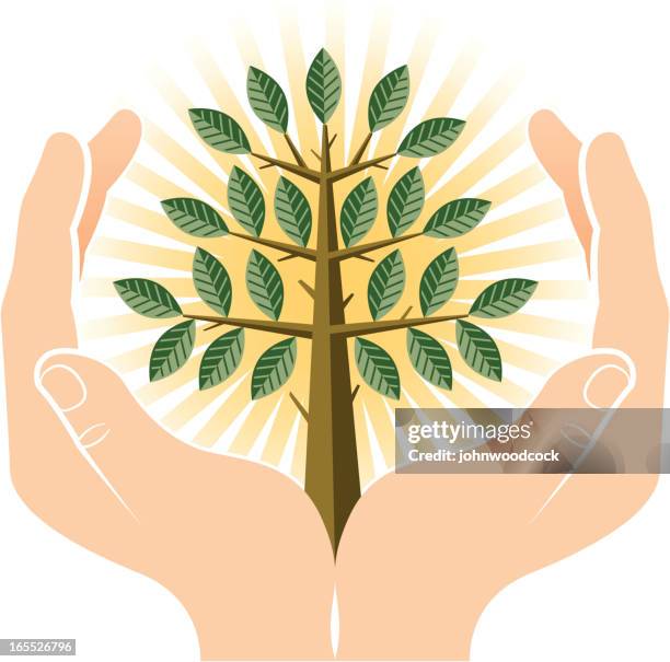 hands with tree - cupped hands stock illustrations