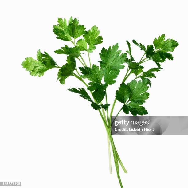 close up of sprig of herbs - salsa imagens e fotografias de stock