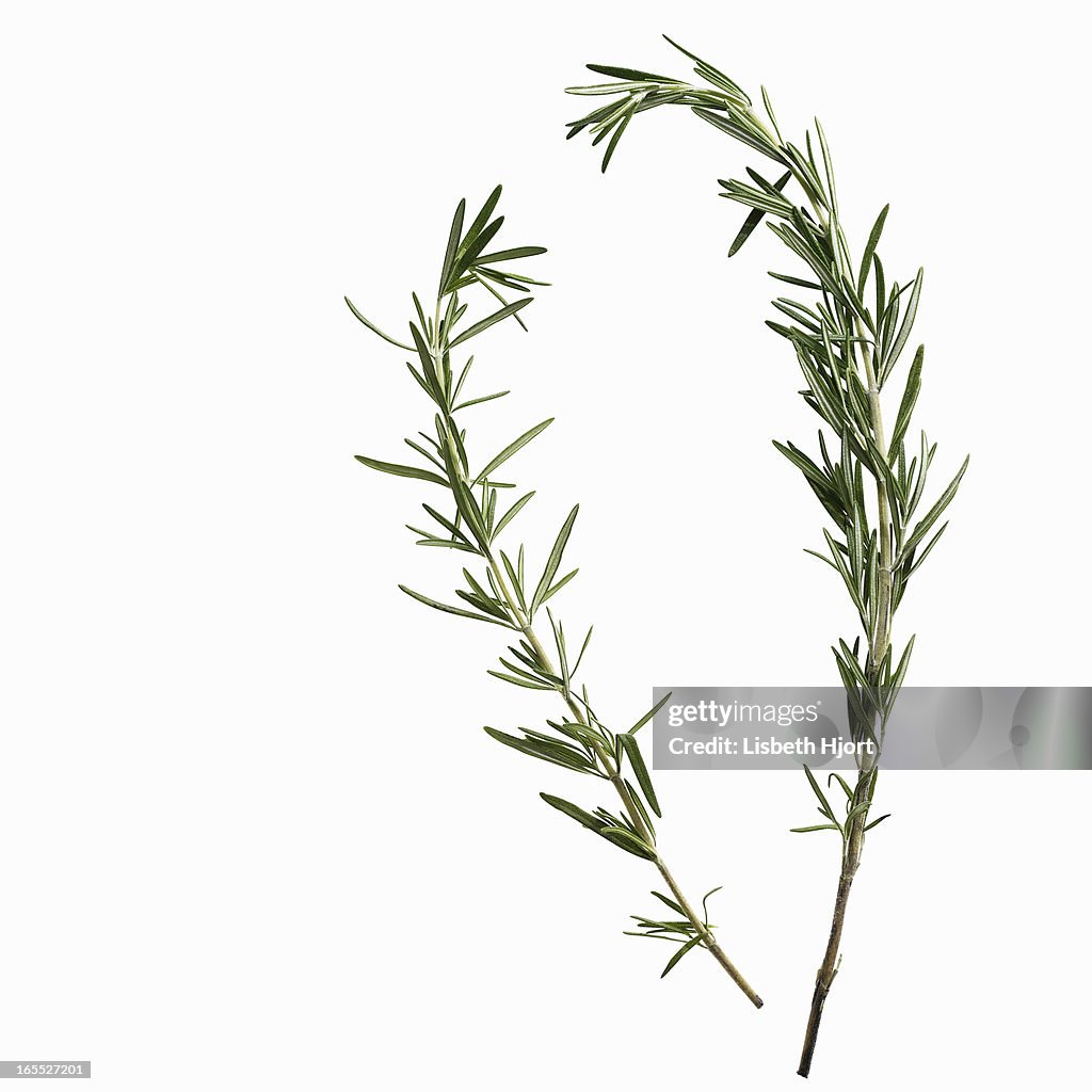 Close up of sprigs of herbs