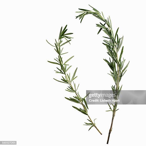 close up of sprigs of herbs - rosmarin bildbanksfoton och bilder
