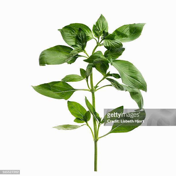 close up of sprig of herbs - バジル ストックフォトと画像