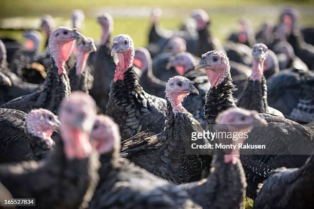 turkeys on free range turkey farm - flock of birds stock pictures, royalty-free photos & images