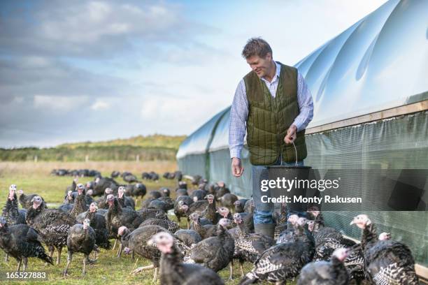 farmer feeding turkeys on free range turkey farm - poultry feed stock pictures, royalty-free photos & images