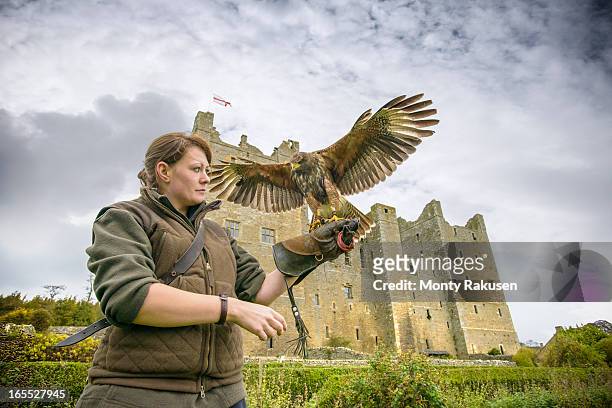 young woman wearing gauntlet holding harrier hawk (accipitridae) outside bolton castle, a 14th century grade i listed building and a scheduled ancient monument.   - jachtopziener stockfoto's en -beelden