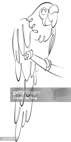 Macaw Macaw
