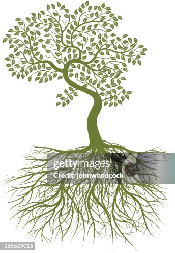 Small bent tree and roots. Small bent tree and roots.