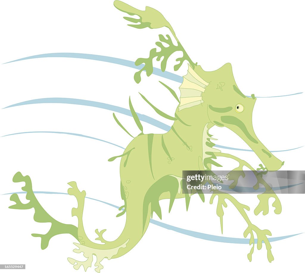 Leafy sea dragon simple illustration