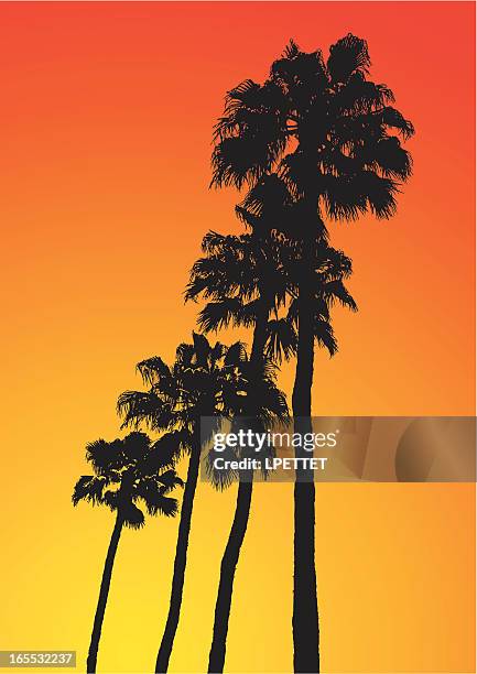 illustrazioni stock, clip art, cartoni animati e icone di tendenza di palma los angeles - hollywood los angeles