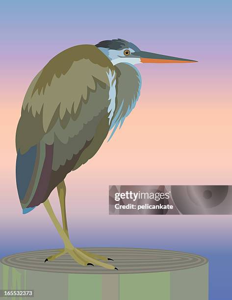 great blue heron - kanadareiher stock-grafiken, -clipart, -cartoons und -symbole