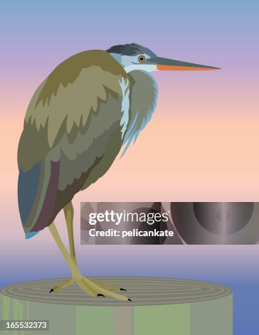 Great Blue Heron Great Blue Heron