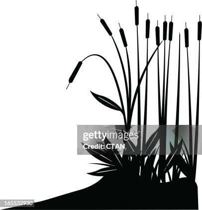 Cattail Cattail