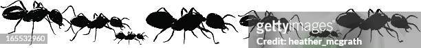 illustrazioni stock, clip art, cartoni animati e icone di tendenza di ants - marciare