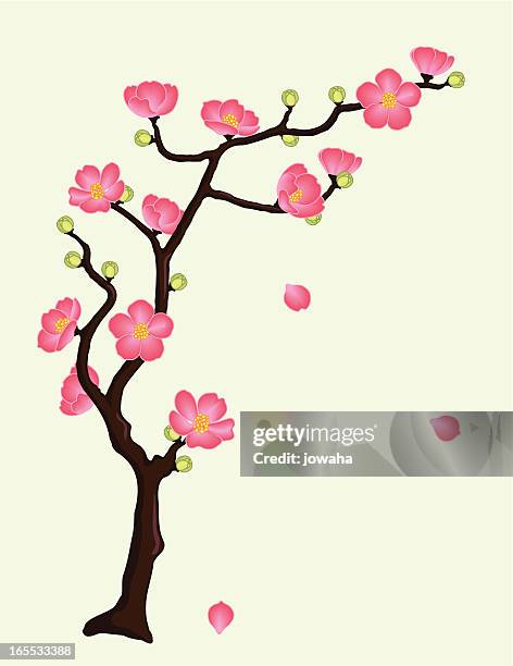 flowering quince or cherry blossoms - hanami stock illustrations