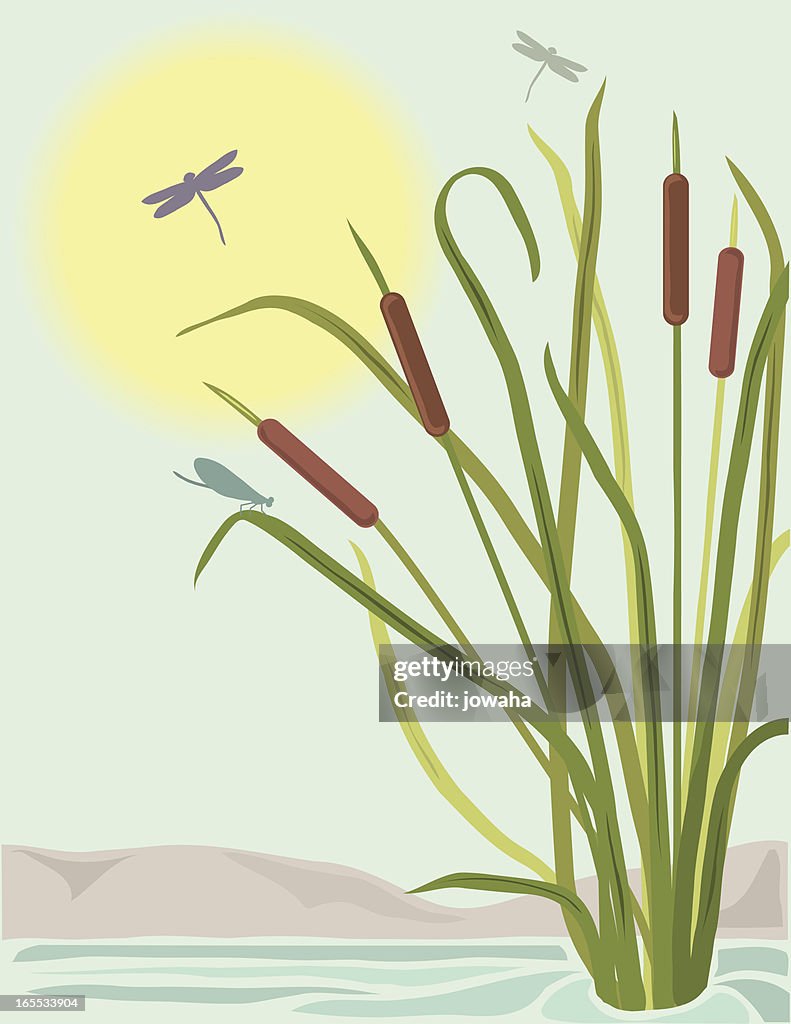 Cattails and Dragonflies (Daytime)