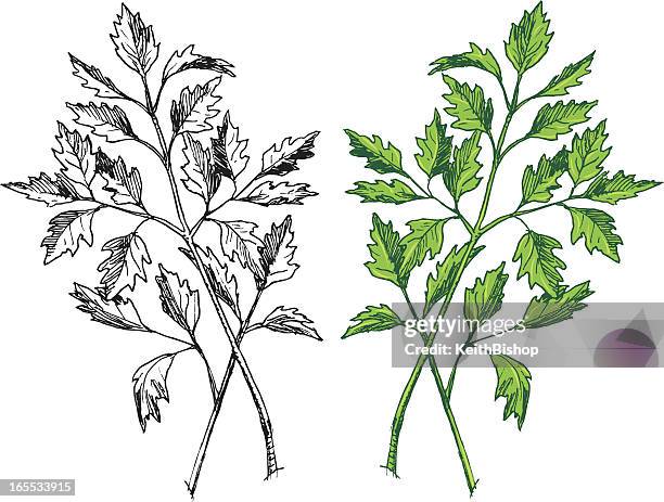 parsley - herb spice - garnish stock illustrations