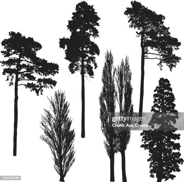 tall tree silhouette collection - pine tree stock illustrations