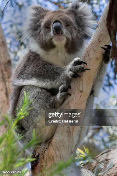 koala sleeping in tree - phillip island stock pictures, royalty-free photos & images