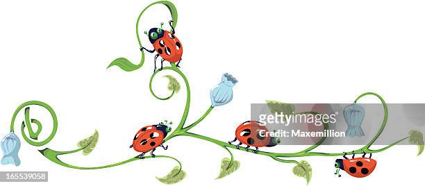 ilustrações, clipart, desenhos animados e ícones de harebell e ladybirds. - campanula liliaceae