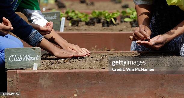 First lady Michelle Obama plants the White House Kitchen Garden on the South Lawn of the White House April 4, 2013 in Washington, DC. For the fifth...