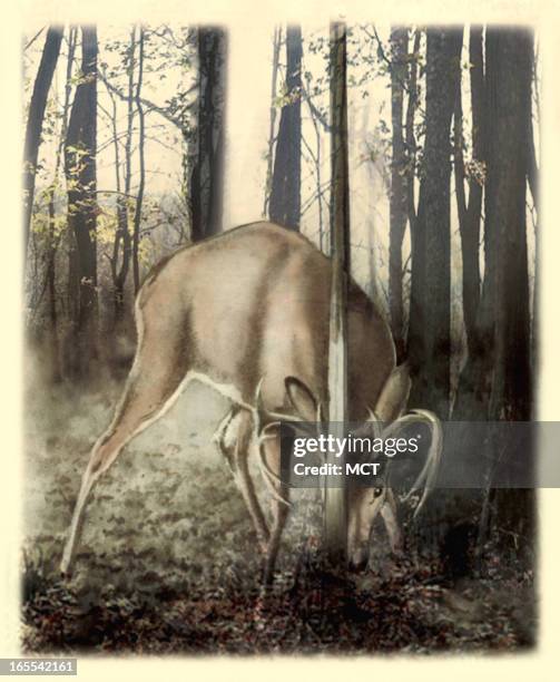 Lee Hulteng USA color illustration of a whitetail buck rubbing antlers on tree.