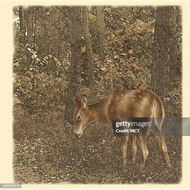 Lee Hulteng USA color illustration of a whitetail deer in the woods.