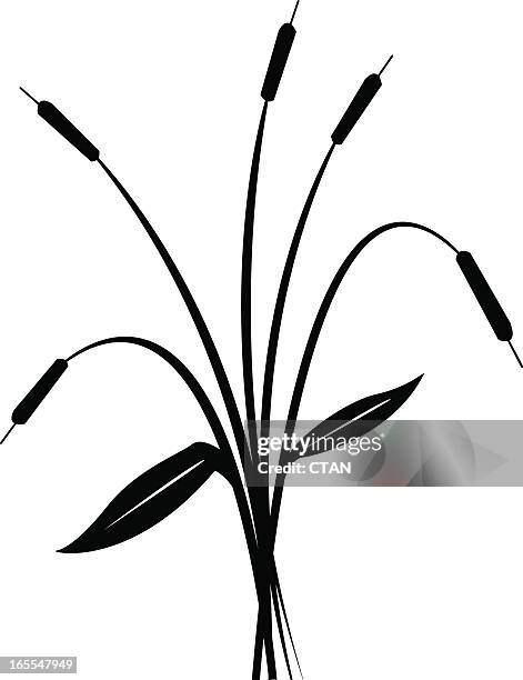 Sedge Icon 28 Sedge Silhouette Stock Photos, High-Res Pictures, and Images - Getty ...