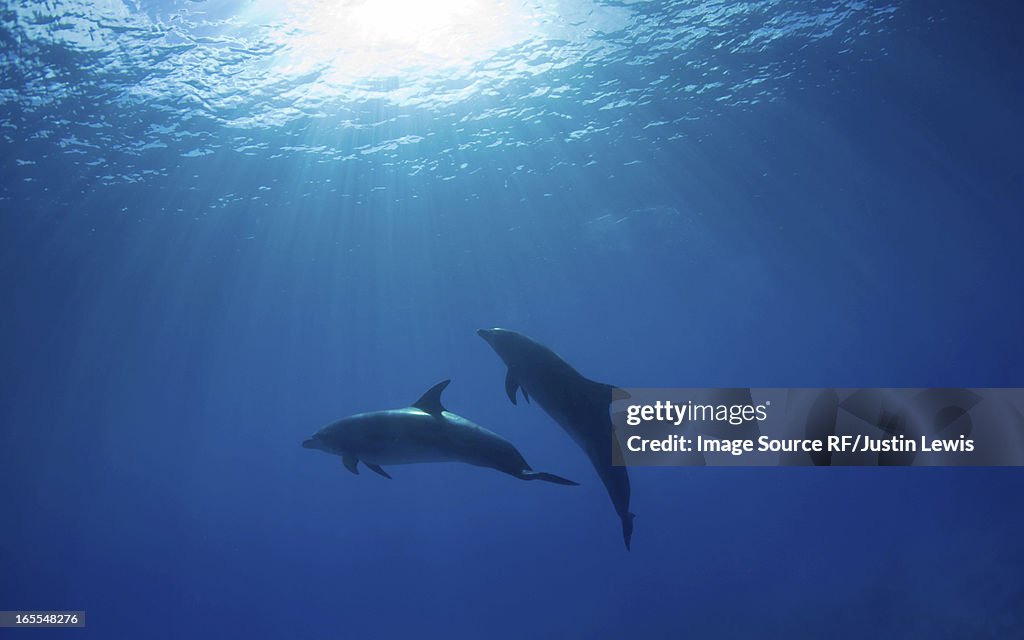 Dolphins swimming underwater