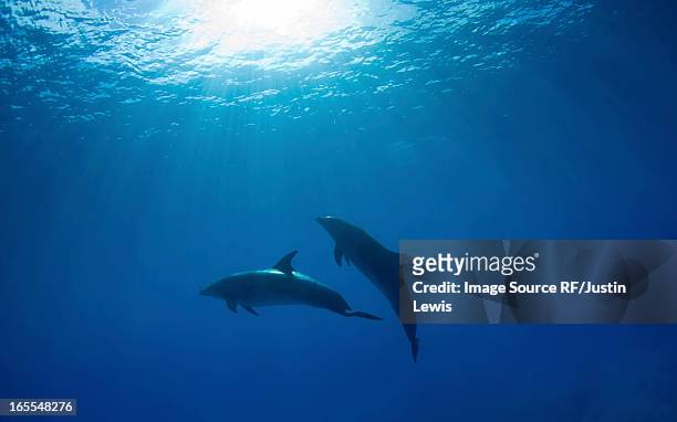 dolphins swimming underwater - dolphins stock pictures, royalty-free photos & images