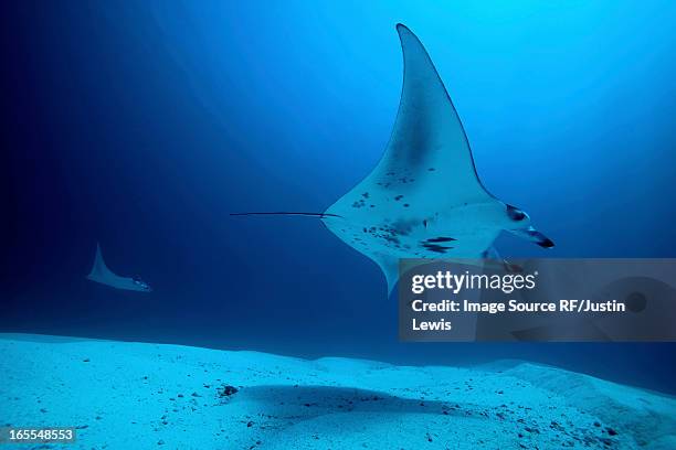 rays swimming underwater - マンタ ストックフォトと画像